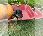 Small Photo #10 Aussiedoodle Puppy For Sale in RUSSELL, IA, USA
