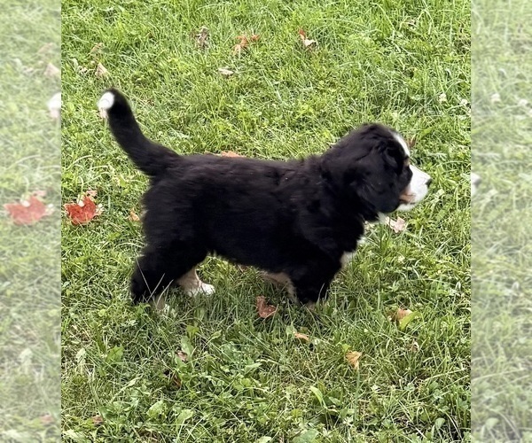 Medium Photo #6 Bernese Mountain Dog Puppy For Sale in EMLENTON, PA, USA
