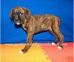 Small #5 Boxer