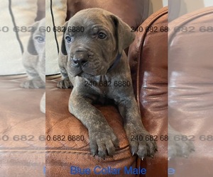 Cane Corso Litter for sale in LA PLATA, MD, USA