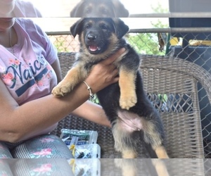 German Shepherd Dog Puppy for Sale in RIVERDALE, Maryland USA
