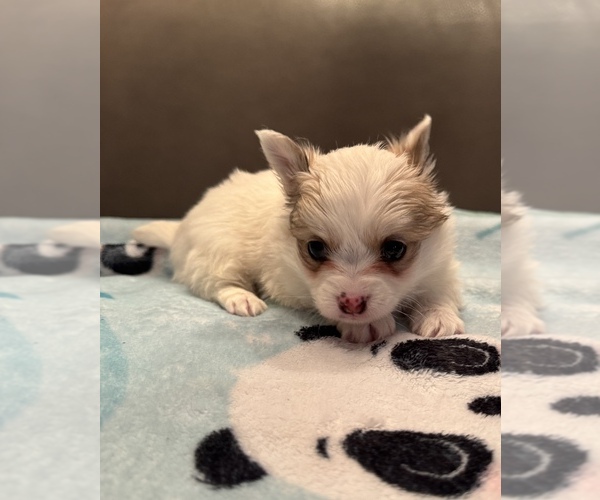 Medium Photo #4 Chihuahua Puppy For Sale in TWINING, MI, USA