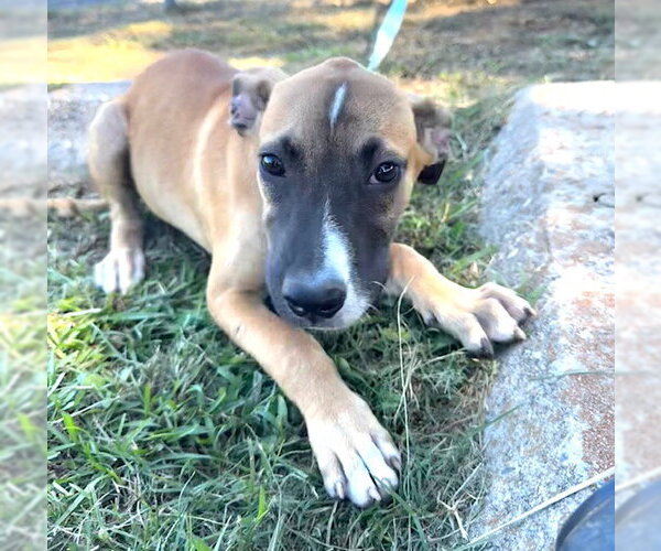 Medium Photo #5 Mutt Puppy For Sale in Tarrytown, GA, USA