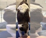 Small #1 English Springer Spaniel