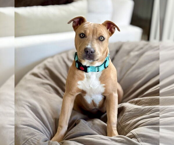 Medium Photo #5 American Staffordshire Terrier-Unknown Mix Puppy For Sale in San Juan Capistrano, CA, USA