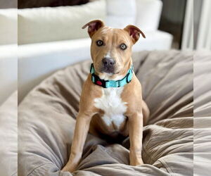 Naia - Female American Staffordshire Terrier-Unknown Mix Dog for Adoption - Photo #5