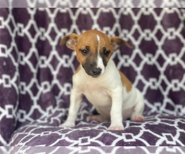 Medium Photo #7 Jack-Rat Terrier Puppy For Sale in LAKELAND, FL, USA