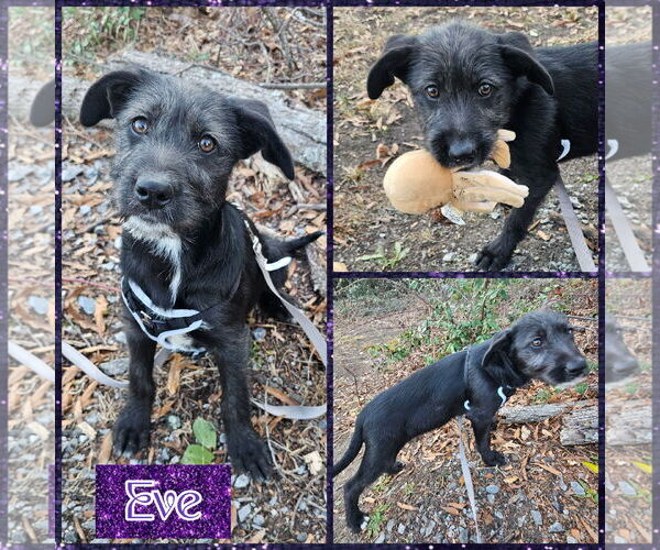 Medium Photo #5 GIANT SCHNAUZER -German Shepherd Dog Mix Puppy For Sale in Blacksburg, SC, USA