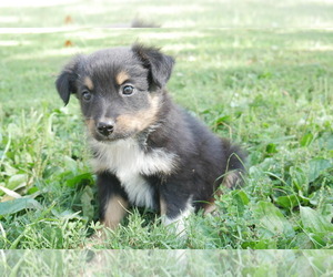 Medium Australian Shepherd