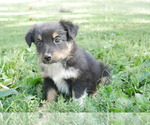 Puppy Baxter Australian Shepherd