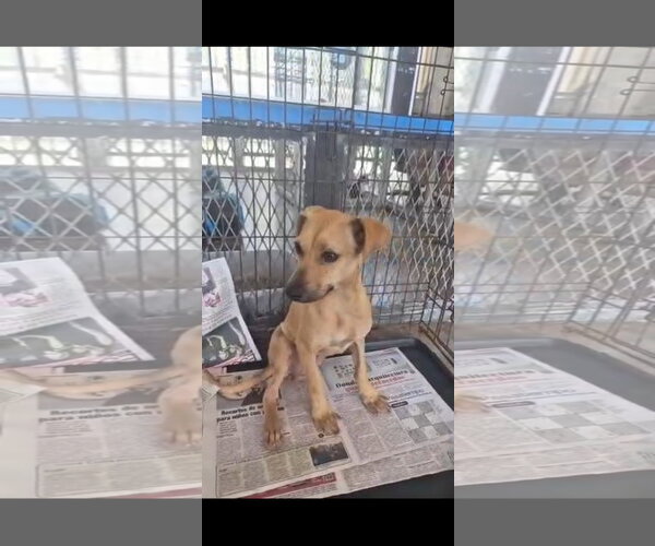 Medium Photo #3 Rhodesian Ridgeback Puppy For Sale in NYC, NY, USA