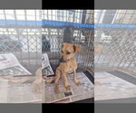 Small #2 Rhodesian Ridgeback