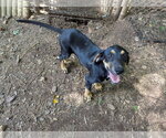 Small #2 Mutt