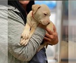Small Photo #4 Staffordshire Bull Terrier Puppy For Sale in Maryville, TN, USA