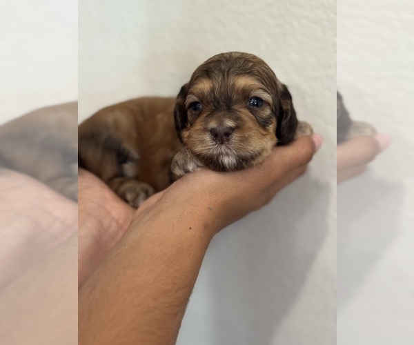 Medium Photo #1 Bernedoodle (Miniature) Puppy For Sale in LONGMONT, CO, USA