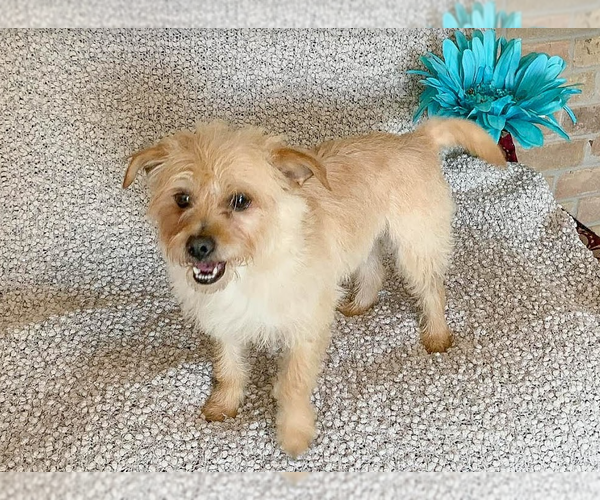 Medium Photo #16 Mutt Puppy For Sale in Cranston, RI, USA