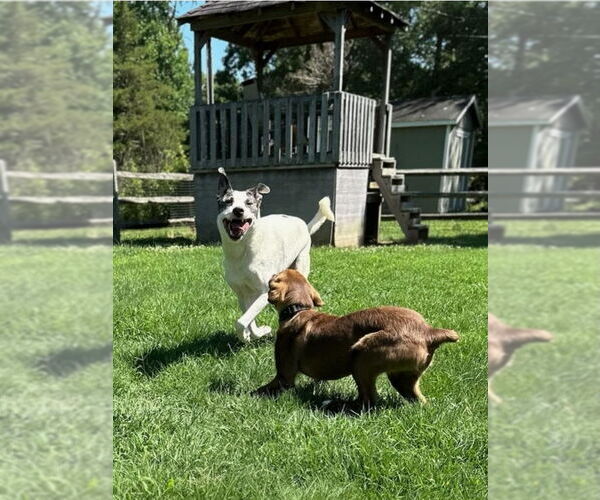 Medium Photo #7 American Staffordshire Terrier-Great Pyrenees Mix Puppy For Sale in Winston Salem, NC, USA