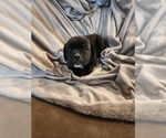 Small Photo #7 Cane Corso Puppy For Sale in RUTHERFORDTON, NC, USA