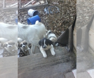 Anatolian Shepherd-Great Pyrenees Mix Puppy for sale in LARUE, TX, USA