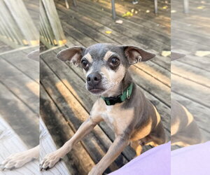Gerald Frederick - Male Chihuahua Dog for Adoption - Photo #3