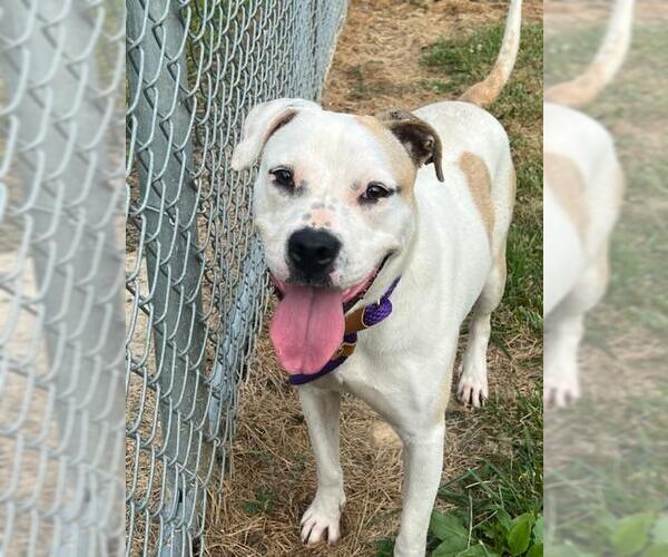 Medium Photo #1 American Pit Bull Terrier-Unknown Mix Puppy For Sale in Louisville, KY, USA