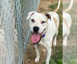 American Pit Bull Terrier-Unknown Mix Dogs for adoption in Louisville, KY, USA