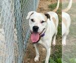 Small American Pit Bull Terrier Mix