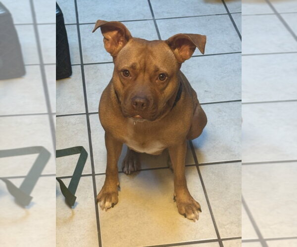 Medium Photo #1 American Pit Bull Terrier Puppy For Sale in Derwood, MD, USA
