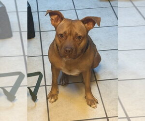 American Pit Bull Terrier Dogs for adoption in Derwood, MD, USA
