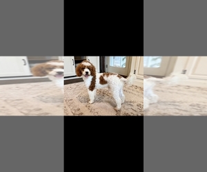 Father of the Cockapoo-Poodle (Miniature) Mix puppies born on 05/18/2025