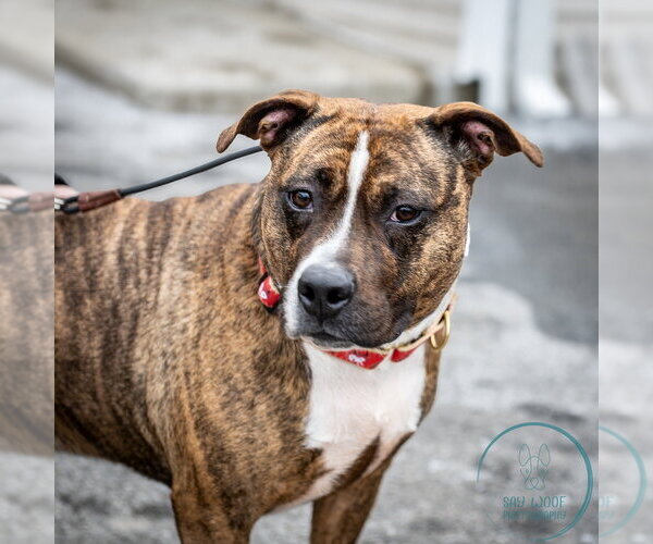 Medium Photo #17 American Staffordshire Terrier-Boxer Mix Puppy For Sale in Brewster, NY, USA
