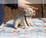 Small Photo #11 Goldendoodle Puppy For Sale in UNION CITY, TN, USA