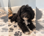 BichPoo puppies - Male Bichpoo Puppy for Sale - Photo #5
