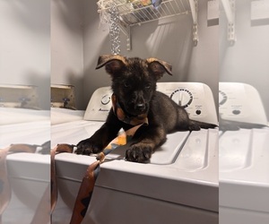 German Shepherd Dog Puppy for sale in ALTAMONTE SPRINGS, FL, USA
