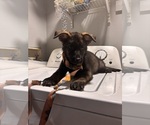 Small German Shepherd Dog