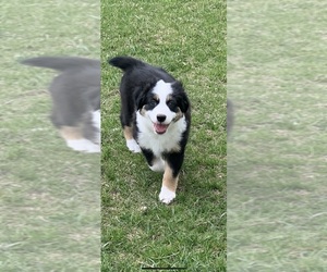 Australian Shepherd Puppy for sale in MONDOVI, WI, USA