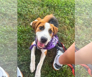 Australian Shepherd-Unknown Mix Dogs for adoption in Fultonham, NY, USA