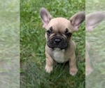 Small #2 French Bulldog