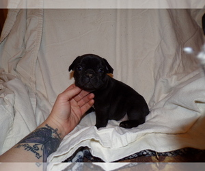 French Bulldog Puppy for sale in LAMAR, MS, USA