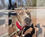 Small #5 American Pit Bull Terrier Mix