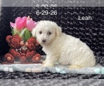 Leah - Female Bichon Frise Puppy for Sale - Photo #3