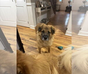 Husk - Male Chow Chow-German Shepherd Dog Mix Dog for Adoption - Photo #5
