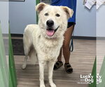 Small #1 Golden Pyrenees