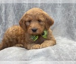 Small #8 Goldendoodle