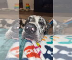 Small #3 Great Dane