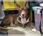 Small #1 Australian Kelpie Mix