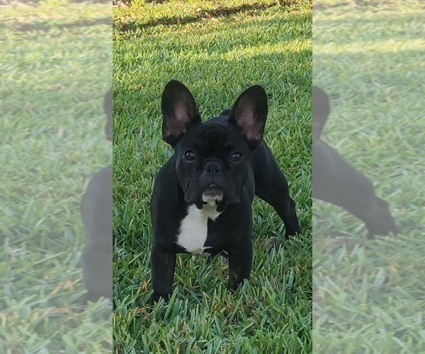 Full screen Photo #6 French Bulldog Puppy For Sale in CAPE CORAL, FL, USA