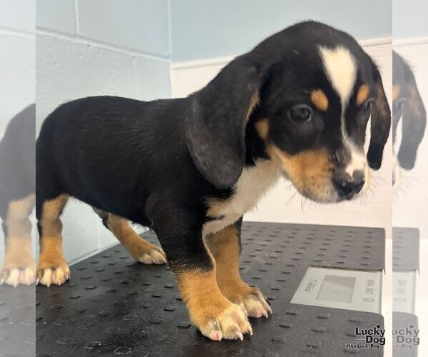 Medium Photo #3 Jack Russell Terrier-Unknown Mix Puppy For Sale in Washington, DC, USA