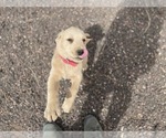 Small Photo #3 Golden Labrador Puppy For Sale in COLORADO SPRINGS, CO, USA