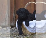 Puppy 7 Bernedoodle